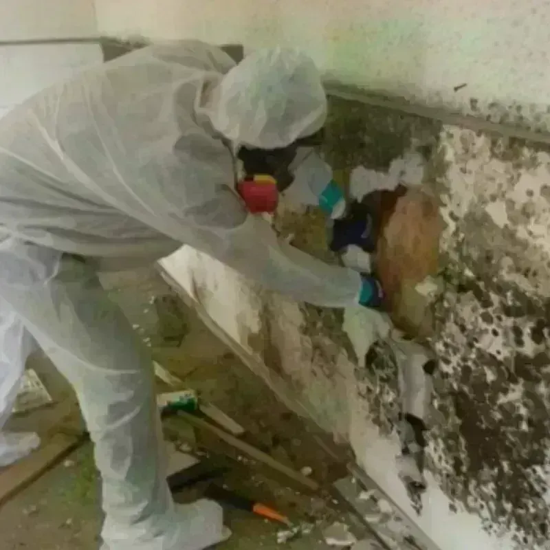 Mold Remediation and Removal in Rennerdale, PA